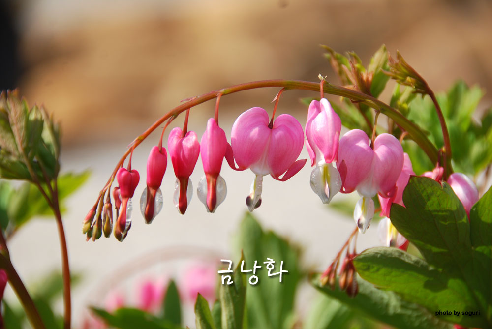 충북 단양 솔고개 금낭화(며느리주머니) - 한국의 식물