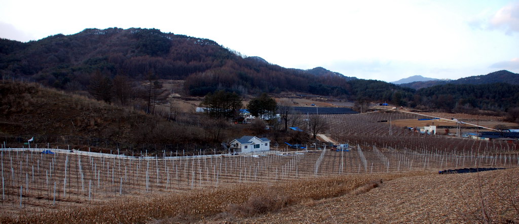 주천면 신일리 과수원 - 큰사진보기!