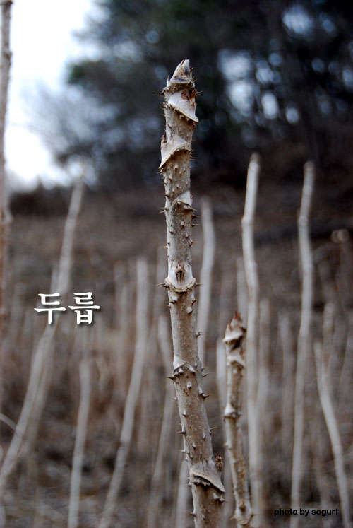 충북 단양 솔고개 솔농원 두릅 2009