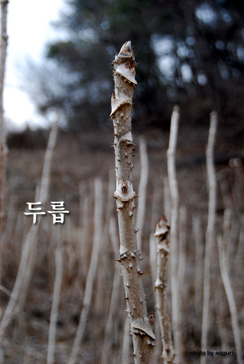 충북 단양 솔고개 솔농원 두릅 2009