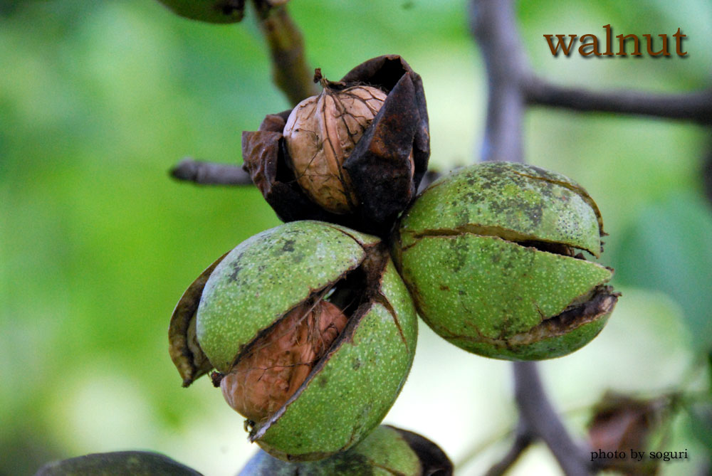 유년의 추억이 깃든 집 뒤안 호두(walnut)