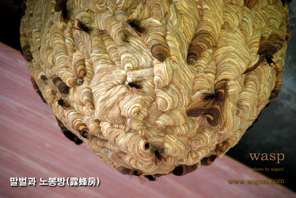 충북 단양의 말벌집 / 노봉방(露蜂房)