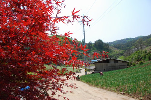 사용자 삽입 이미지