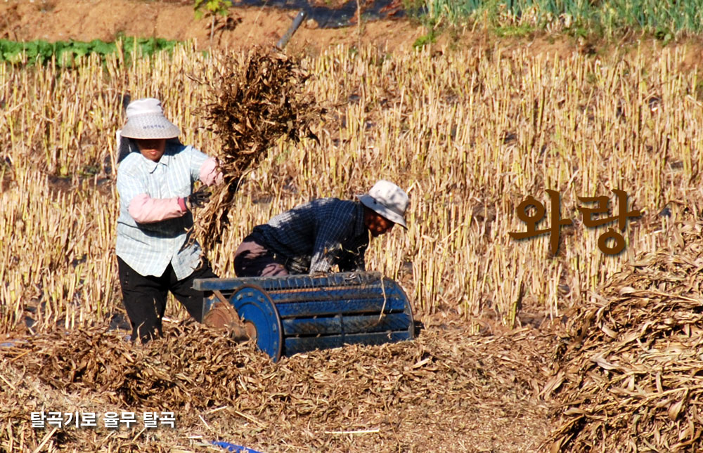 탈곡기(와랑)로 율무 탈곡하는 농부 부부