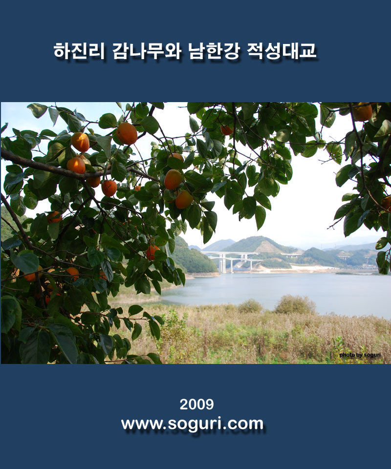 충북 단양 하진리 감나무와 남한강 적성대교