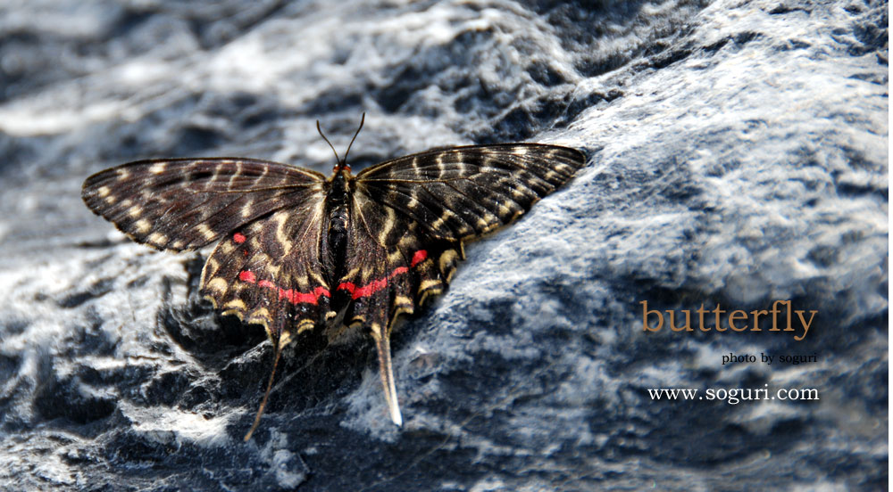 충북 단양 솔고개 나비(butterfly)