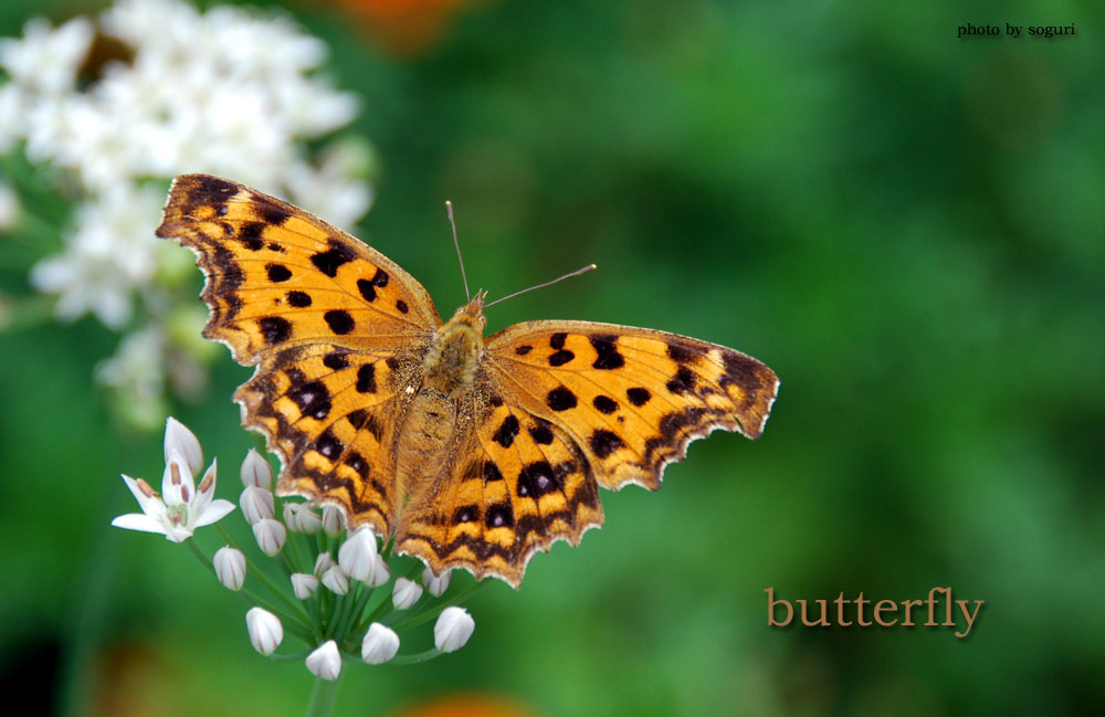 충북 단양 솔고개마을 나비(butterfly) 