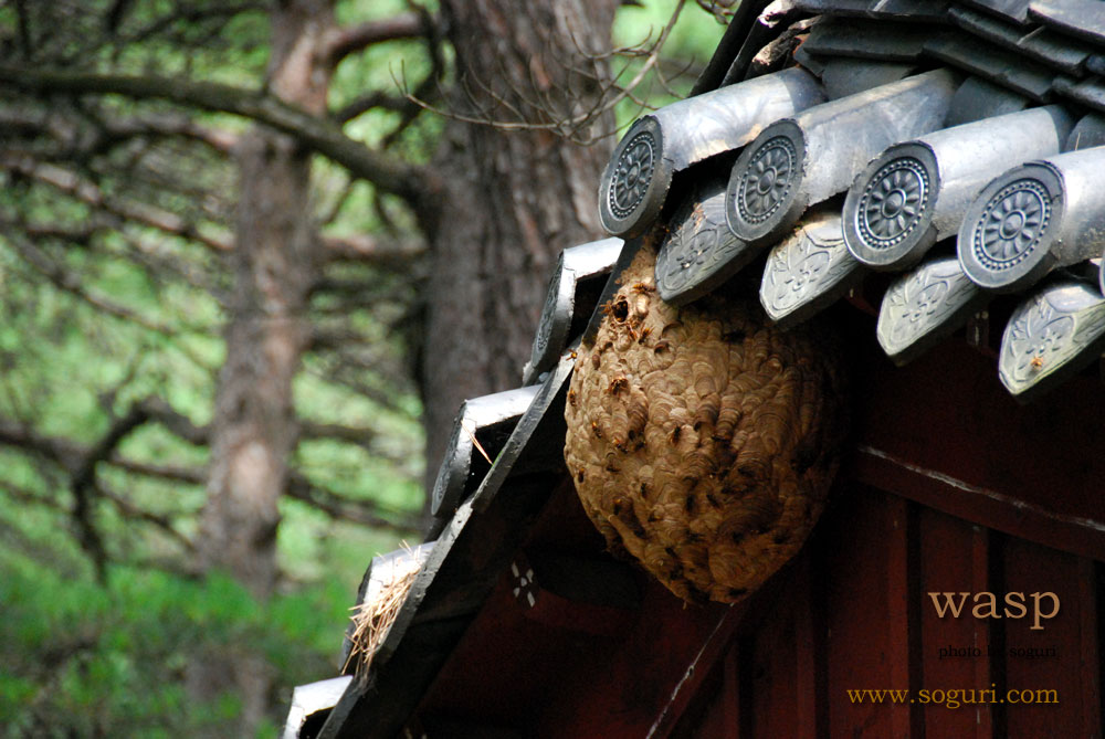 충북 단양 솔고개 효열각의 말벌집(wasp)