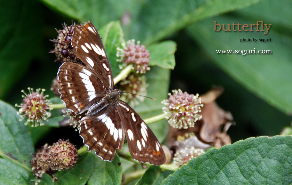 충북 단양 솔고개 나비(butterfly) 