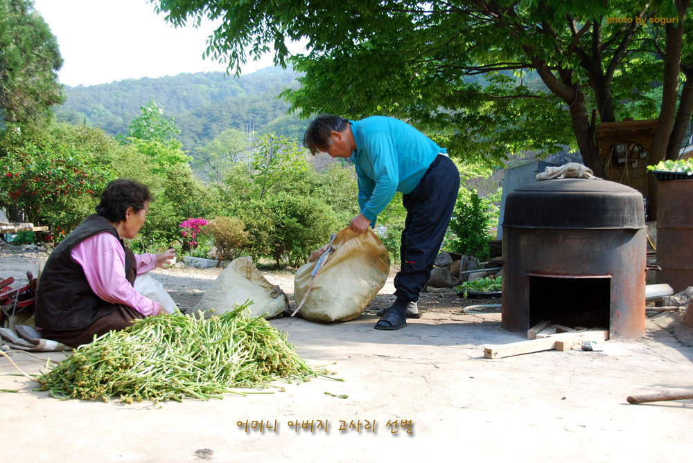 충북 단양 솔고개 농사꾼 부부의 고사리 말리기