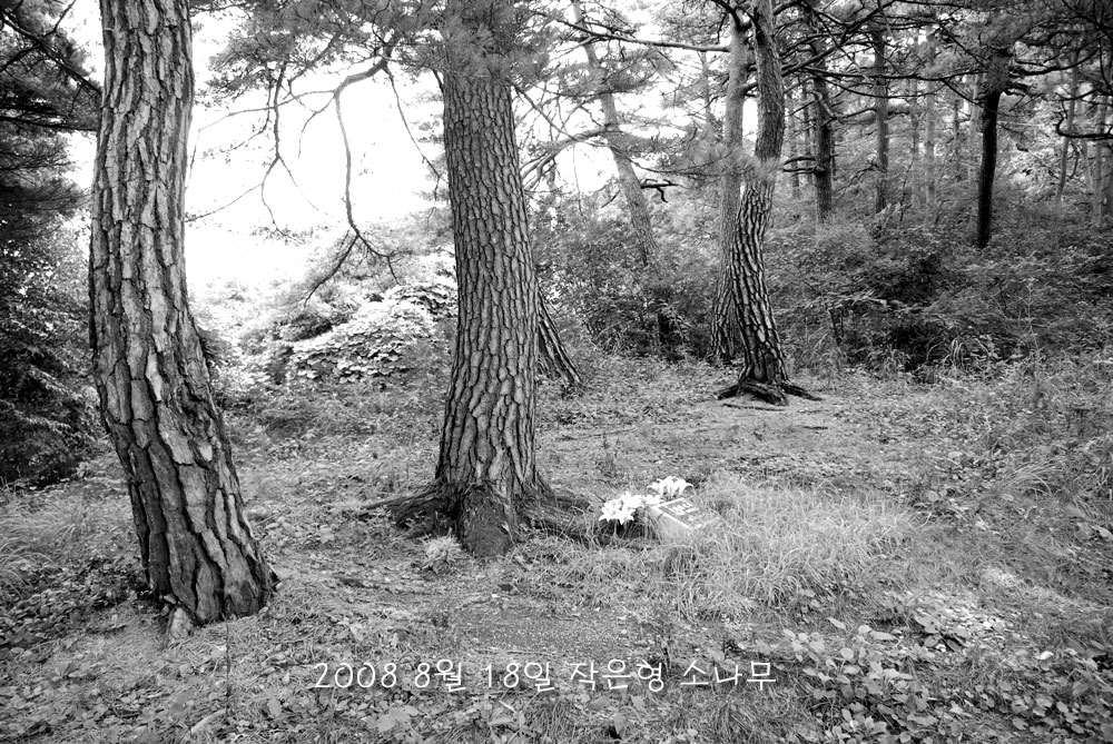 솔고개 뒷 목재 작은형 소나무 - 2008년 8월 18일 