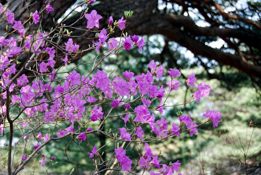 솔고개 뒷목재 진달래꽃 2008