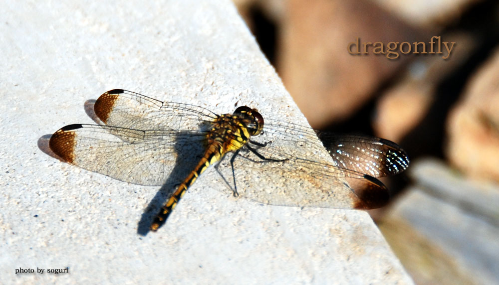 충북 단양 솔고개마을 잠자리(dragonfly) 