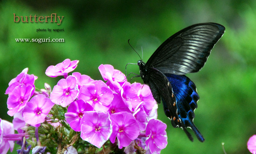 충북 단양 솔고개 나비((butterfly) 