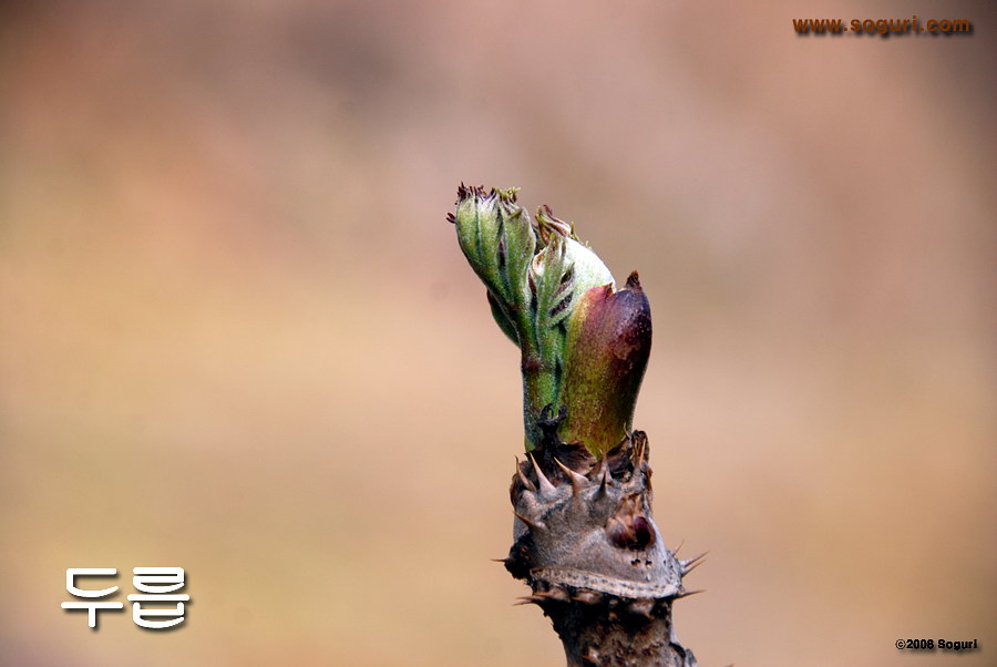 솔고개마을 어머니의 두릅 2008 - 900x602