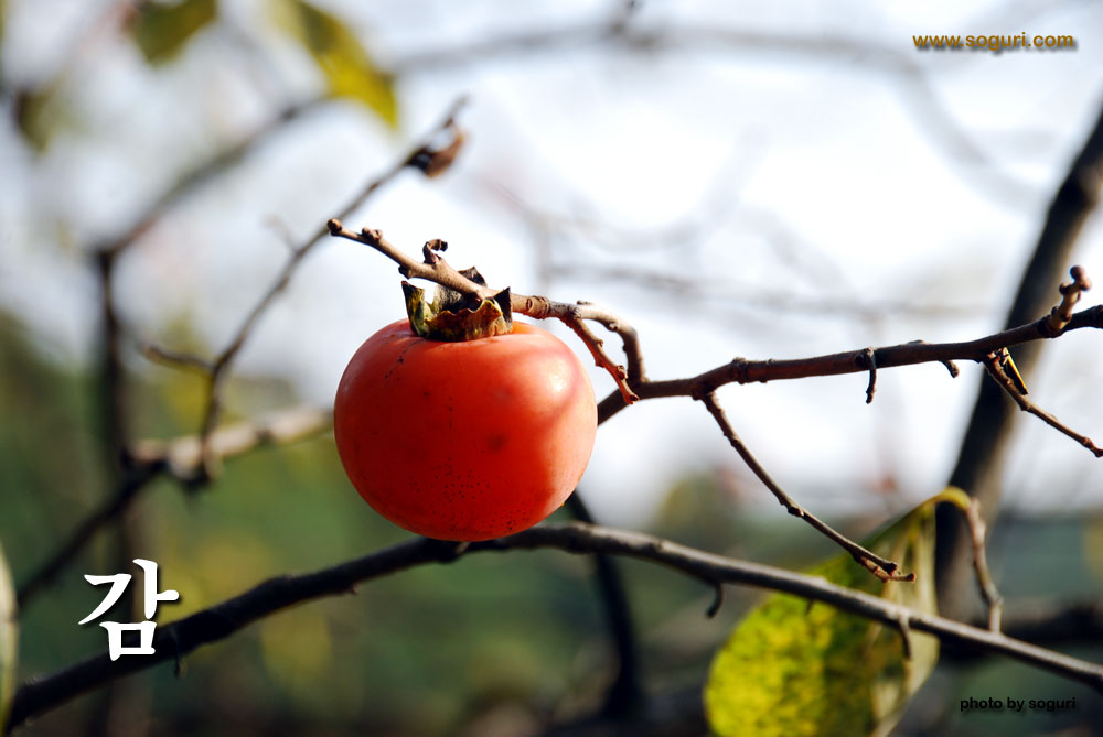 충북 단양의 감 (persimmon) 