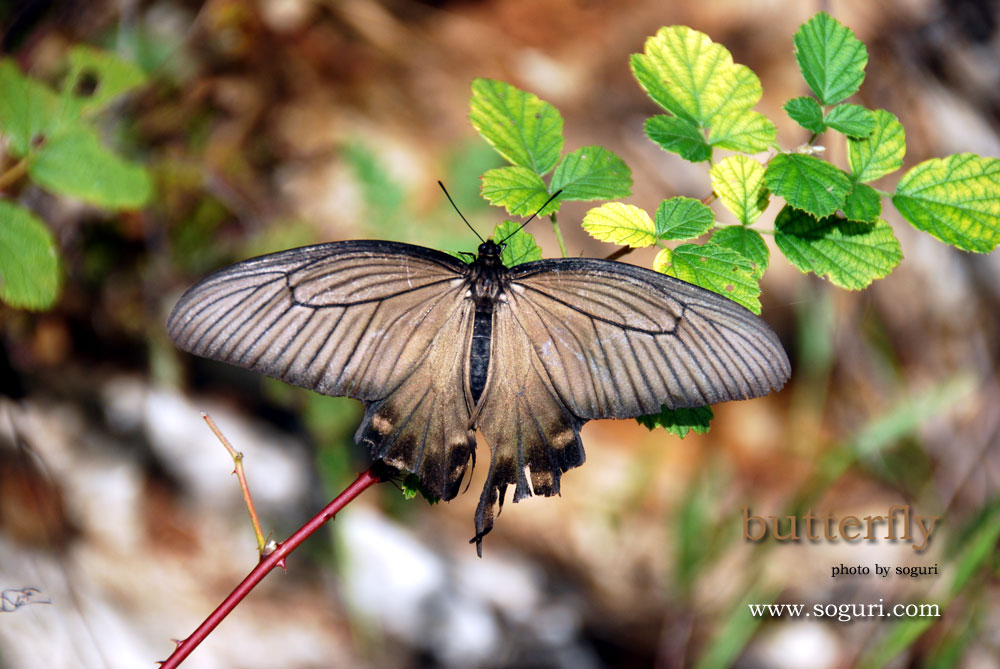 충북 단양 솔고개 나비(butterfly)