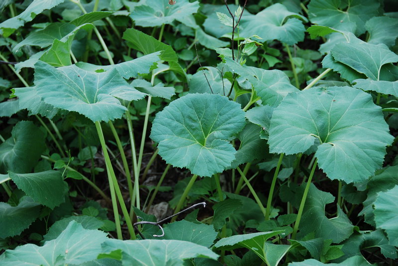 충북 단양군 적성면 일대의 머위(butterbur)