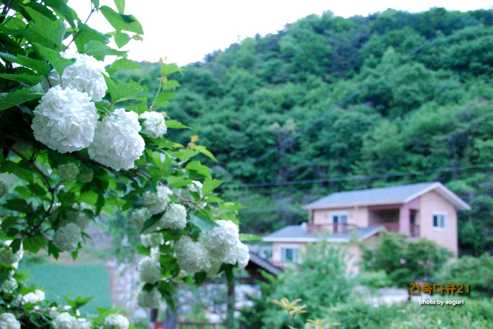 충북 단양군 적성면 기동리 오월의 수국과 솔하우스 