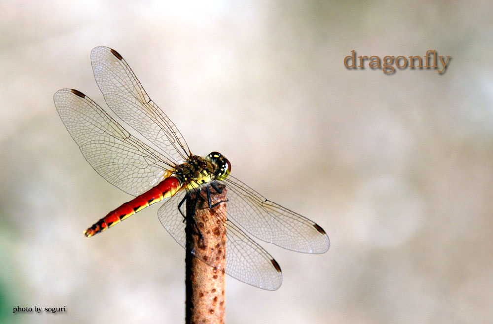 솔고개 솔농원 고추잠자리(dragonfly )