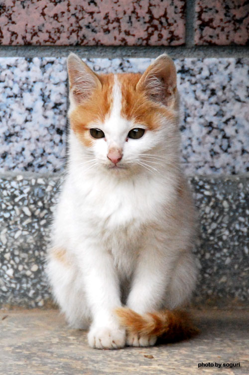 충북 단양 솔고개마을 고양이 