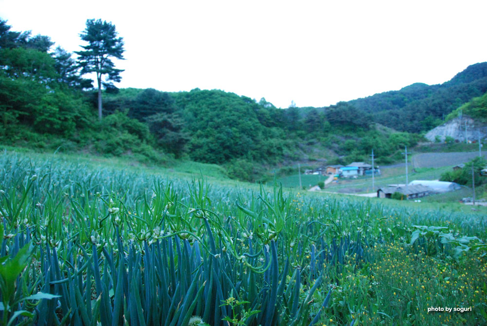 충북 단양 오월의 솔농원 대파와 단양 육쪽마늘 밭 