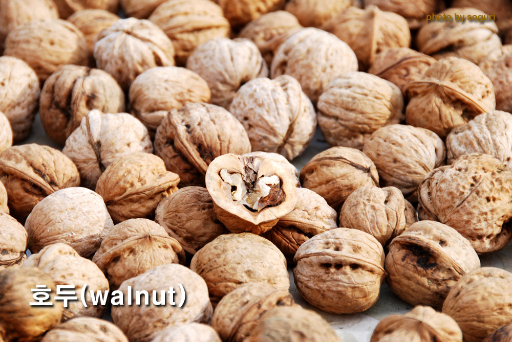 단양 지윤이네 하리하우스 호두(walnut)
